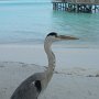17. Heron at Breakfast
